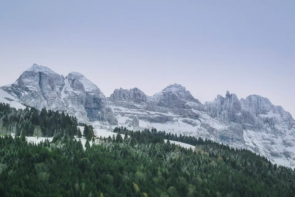 The Dents du Midi under fresh snow above a fir forest